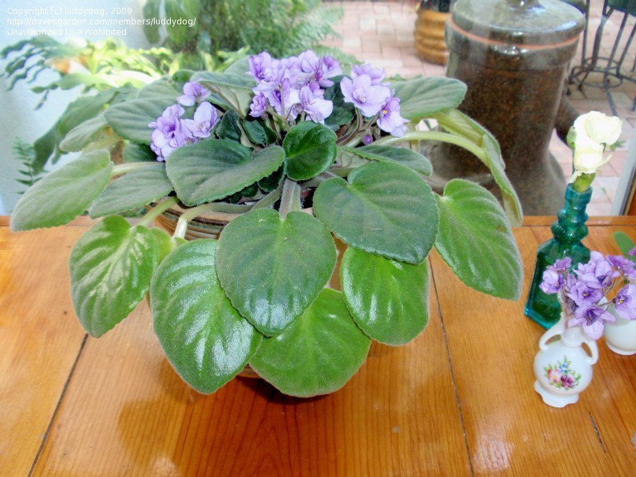 African violet
